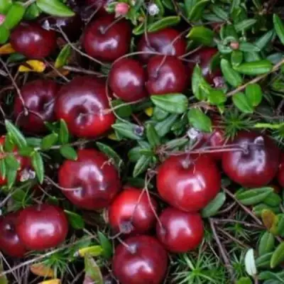 Клюква БЕН ЛИР в Рогачеве