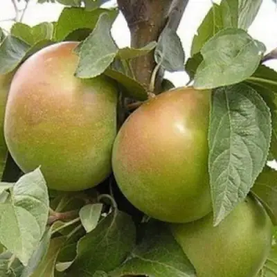 Яблоня БЕЛАНА в Рогачеве