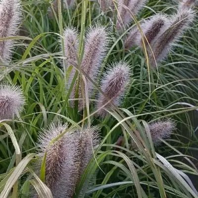 Пеннисетум БЛЭК БЬЮТИ в Рогачеве