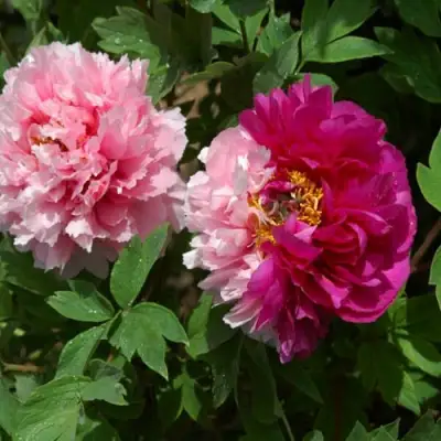 Пион ДВЕ СЕСТРЫ древовидный в Рогачеве