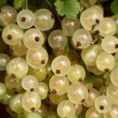 Смородина белая СМОЛЬЯНИНОВСКАЯ в Рогачеве