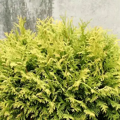 Туя ГОЛДЕН ГЛОБ западная в Рогачеве