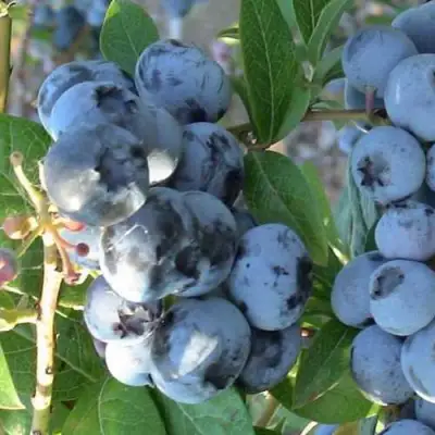 Голубика НОРТЛАНД в Рогачеве