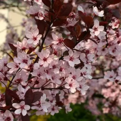 Слива НИГРА растопыреная в Рогачеве