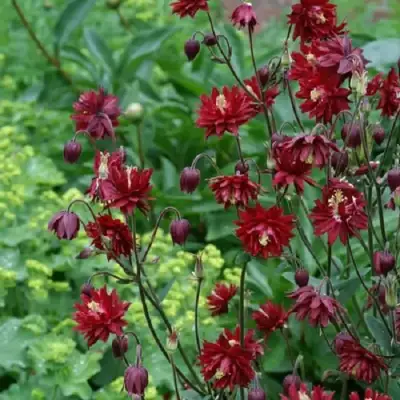 Аквилегия РУБИ ПОРТ обыкновенная в Рогачеве