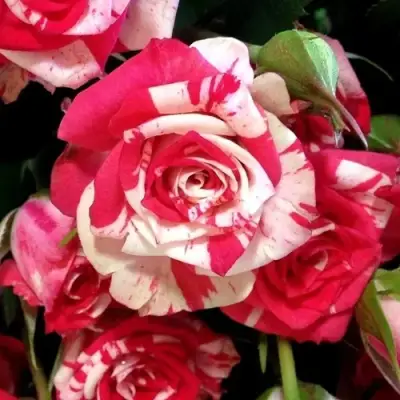 Роза ФАЙЕР ВОРКС миниатюрная в Рогачеве