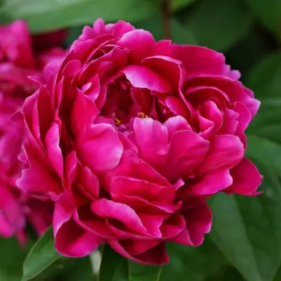 Пион ЛУИ ВАН-ГУТТ травянистый в Рогачеве