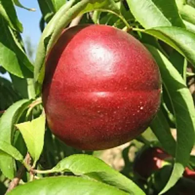 Нектарин ФАНТАЗИЯ в Рогачеве