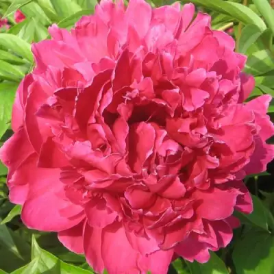 Пион ПУРПУРНЫЙ ФЕНИКС травянистый в Рогачеве