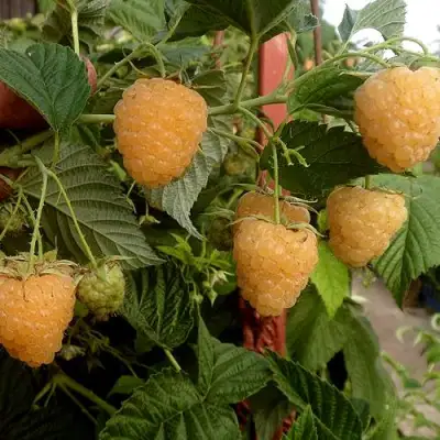 Малина ЗЮГАНА ЗОЛОТАЯ в Рогачеве