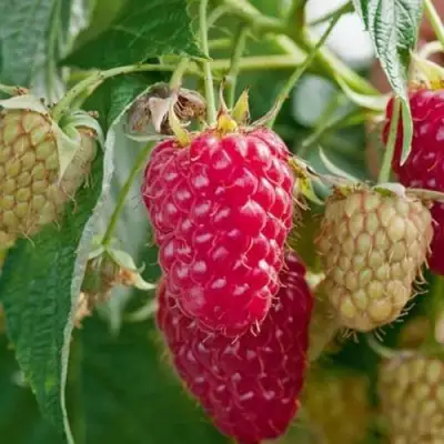 Малина МАРАСТАР в Рогачеве