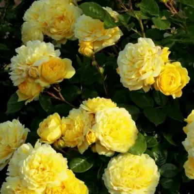 Роза АНИ ДЮПРЕЙ флорибунда в Рогачеве