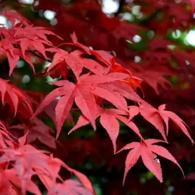 Клен гиннала  в Рогачеве