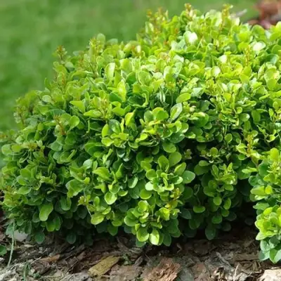 Барбарис КОБОЛЬД тунберга в Рогачеве