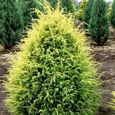 Можжевельник ГОЛД КОН обыкновенный в Рогачеве