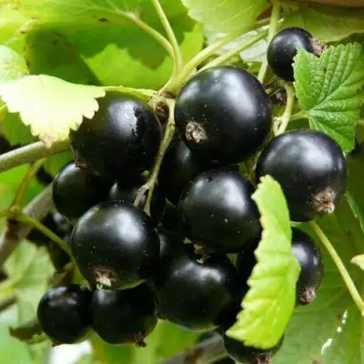 Смородина чёрная ГЕРКУЛЕС в Рогачеве