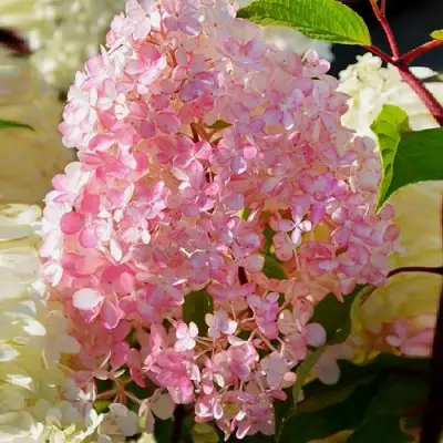 Гортензия ДИАМАНТИНО метельчатая в Рогачеве