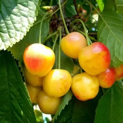 Черешня ЯНТАРНАЯ в Рогачеве