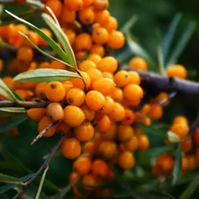 Облепиха МОСКОВСКАЯ ПРОЗРАЧНАЯ в Рогачеве