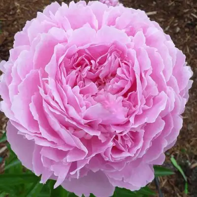 Пион ДЖАКОРМА травянистый в Рогачеве