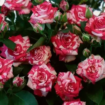 Роза ФАЙЕР ВОРКС миниатюрная в Рогачеве