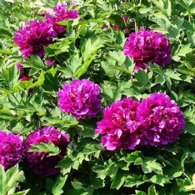 Пион ОРНАМЕНТ древовидный в Рогачеве