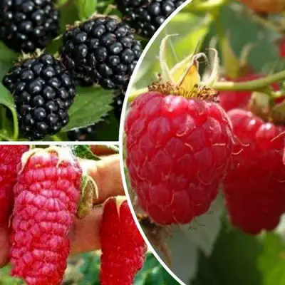 Комплект ЯГОДНЫЙ МИКС в Рогачеве