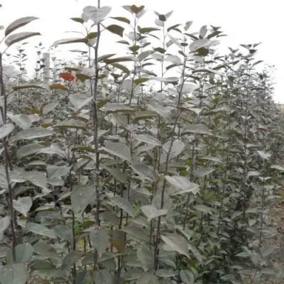 Подвой яблони 54-118 в Рогачеве