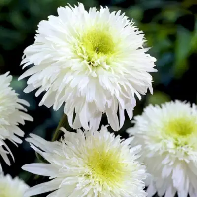 Нивяник ФИОНА ГОГХИЛЛ великолепный в Рогачеве