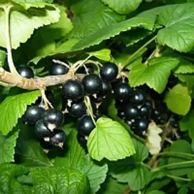 Смородина чёрная ВЕЛОЙ (ЛЕНИНГРАДСКАЯ СЛАДКАЯ) в Рогачеве