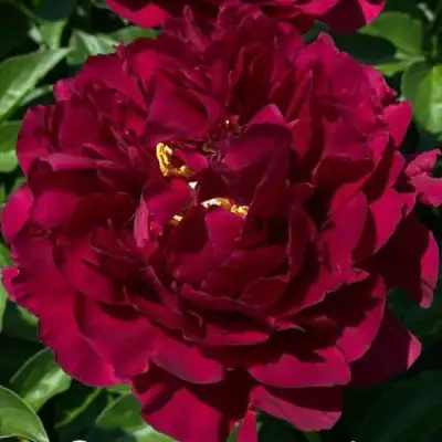 Пион ОЛД ФЕЙТФУЛ травянистый в Рогачеве