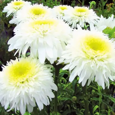 Нивяник ФИОНА ГОГХИЛЛ великолепный в Рогачеве