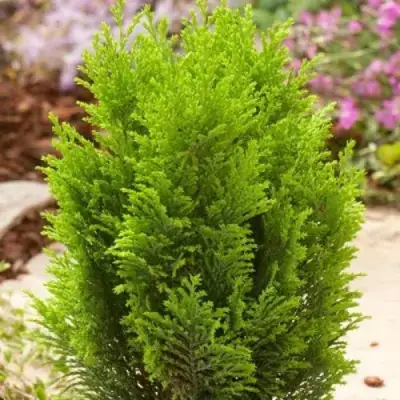 Кипарисовик ЭЛВУДИ ГОЛД лавсона в Рогачеве