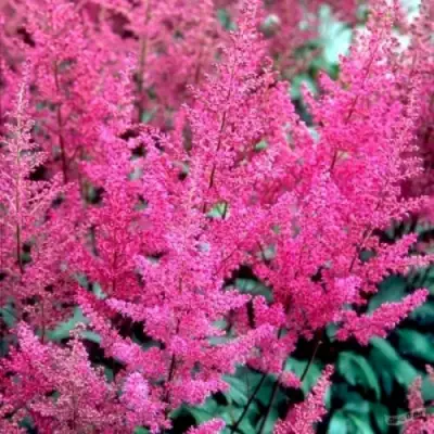 Астильба ЭЛИЗАБЕТ ВАН ВИН японская в Рогачеве