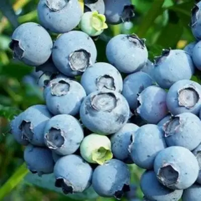 Голубика ПУРУ в Рогачеве