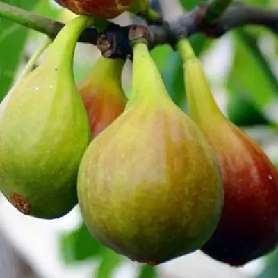 Инжир ДАЛМАТСКИЙ в Рогачеве