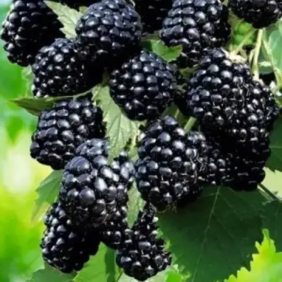 Ежевика АПАЧИ бесшипная  в Рогачеве