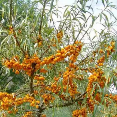 Облепиха ДАР МГУ в Рогачеве