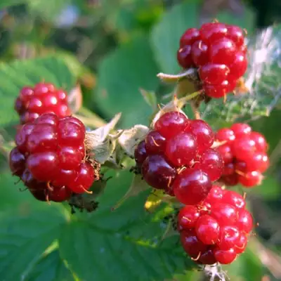 Княженика АСТРА в Рогачеве