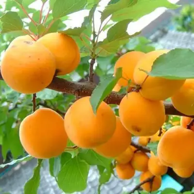 Абрикос ОРИГИНАЛ в Рогачеве