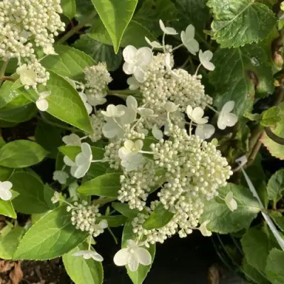 Гортензия ПРИМ ВАЙТ метельчатая в Рогачеве