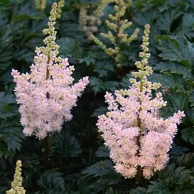 Астильба ЛИЛИПУТ курчавая в Рогачеве
