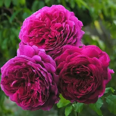 Роза КЕЙТ английская в Рогачеве