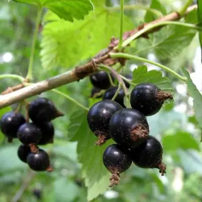 Смородина чёрная ШАРОВИДНАЯ в Рогачеве