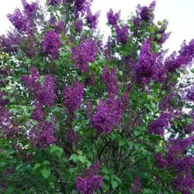 Сирень СУМЕРКИ в Рогачеве