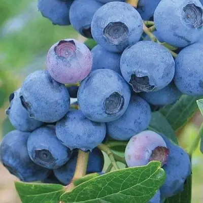 Голубика ЭРЛИБЛЮ в Рогачеве