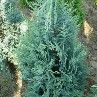 Кипарисовик КОЛУМНАРИС лавсона в Рогачеве