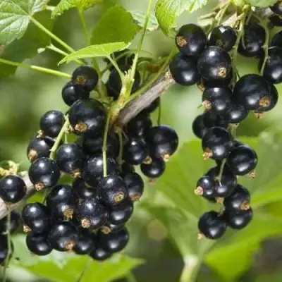 Смородина чёрная ВОЛШЕБНИЦА в Рогачеве