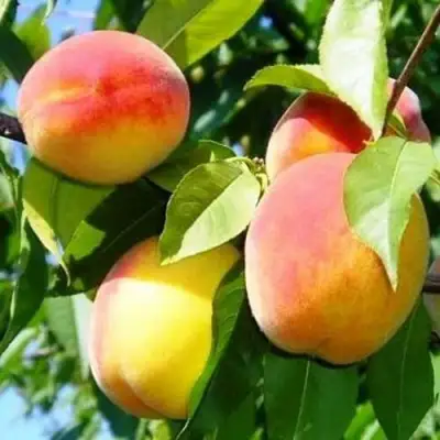 Персик ПАМЯТЬ ЛОЙКО в Рогачеве