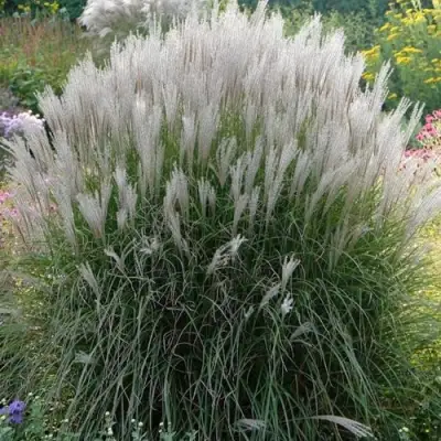 Мискантус КЛЯЙН СИЛЬБЕРСПАЙН китайский  в Рогачеве